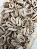 Acrylic Seashell Beads